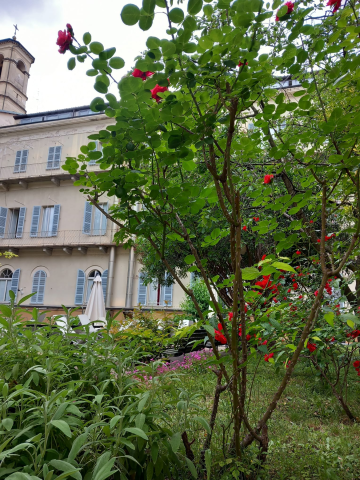 Piante cortile Cavour